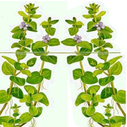 Bacopa caroliniana - <I>Family ... Scrophulariaceae</I>