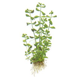Bacopa monnieri - <I>Family ... Scrophulariaceae</I>