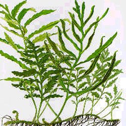 Bolbitis heudelotii - <I>Family ... Lomariopsidaceae</I>