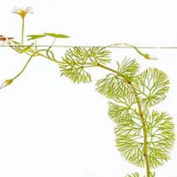 Cabomba caroliniana - <I>Family ... Cabombaceae</I>