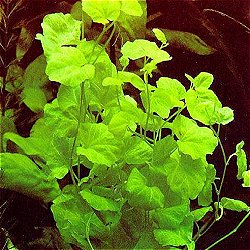 Cardamine lyrata - <I>Family ... Brassicaceae</I>