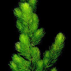 Ceratophyllum demersum - <I>Family ... Ceratophyllaceae</I>