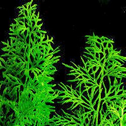 Ceratopteris thalictroides - <I>Family ... Primulaceae</I>