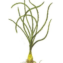 Crinum calamistratum - <I>Family ... Amaranthaceae</I>