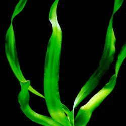 Crinum thaianum - <I>Family ... Amaranthaceae</I>