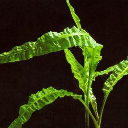 Cryptocoryne crispatula var. balansae - <I>Family ... Araceae</I>