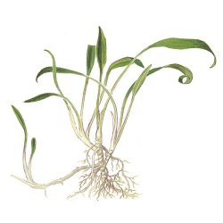 Cryptocoryne parva - <I>Family ... Araceae</I>