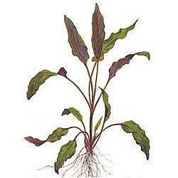 Cryptocoryne undulata - <I>Family ... Araceae</I>
