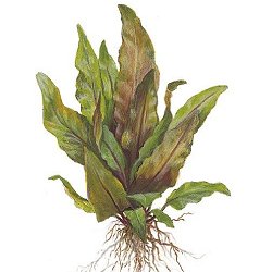 Cryptocoryne undulata .. broad leaves - <I>Family ... Araceae</I>