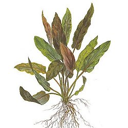 Cryptocoryne wendtii .. brown - <I>Family ... Araceae</I>
