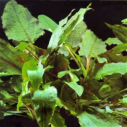 Cryptocoryne wendtii .. green - <I>Family ... Araceae</I>