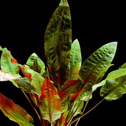 Cryptocoryne wendtii .. Mi Oya - <I>Family ... Araceae</I>