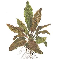 Cryptocoryne wendtii .. Tropica - <I>Family ... Araceae</I>