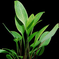 Cryptocoryne willisii - <I>Family ... Araceae</I>