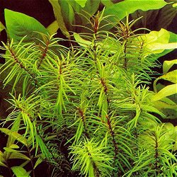 Didiplis diandra - <I>Family ... Lythraceae</I>
