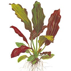 Echinodorus X barthii - <I>Family ... Alismataceae</I>