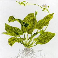 Echinodorus cordifolius .. Tropica Marble Queen - <I>Family ... Alismataceae</I>