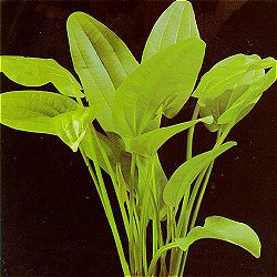 Echinodorus macrophyllus - <I>Family ... Alismataceae</I>