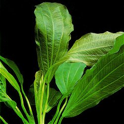 Echinodorus osiris (rubra) - <I>Family ... Alismataceae</I>