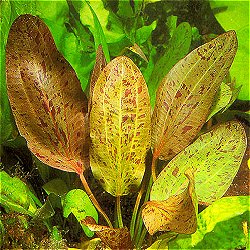 Echinodorus .. Ozelot - <I>Family ... Alismataceae</I>