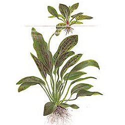 Echinodorus  .. Ozelot green - <I>Family ... Alismataceae</I>