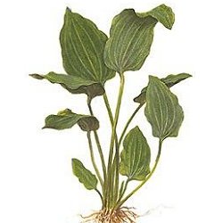 Echinodorus palaefolius var. latifolius - <I>Family ... Alismataceae</I>