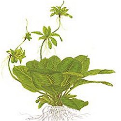 Echinodorus parviflorus .. Tropica - <I>Family ... Alismataceae</I>