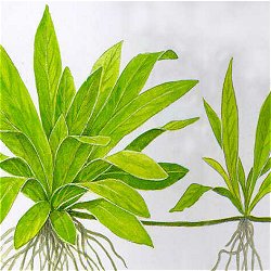 Echinodorus quadricostatus  .. magdalenensis - <I>Family ... Alismataceae</I>