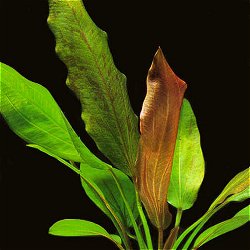 Echinodorus  .. Rose - <I>Family ... Alismataceae</I>