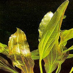 Echinodorus .. Rubin - <I>Family ... Alismataceae</I>