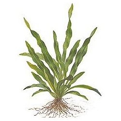 Echinodorus uruguayensis - <I>Family ... Alismataceae</I>