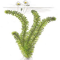 Egeria densa - <I>Family ... Hydrocharitaceae</I>