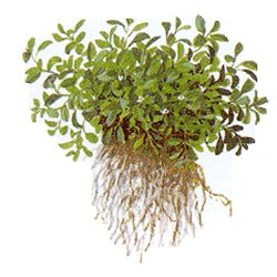 Glossostigma elatinoides - <I>Family ... Scrophulariaceae</I>