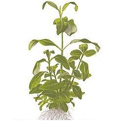 Gymnocoronis spilanthoides - <I>Family ... Asteraceae</I>