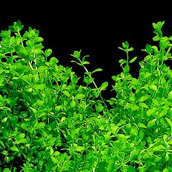 Hemianthus micranthemoides - <I>Family ... Scrophulariaceae</I>