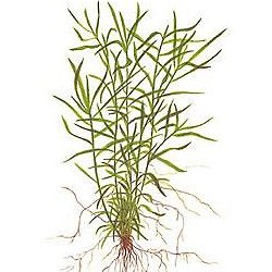 Heteranthera zosterifolia - <I>Family ... Polygonaceae</I>