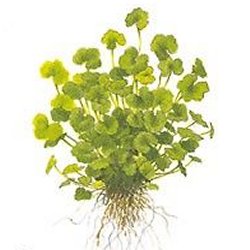 Hydrocotyle sibthorpioides (maritima) - <I>Family ... Apiaceae</I>