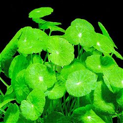 Hydrocotyle verticillata - <I>Family ... Apiaceae</I>