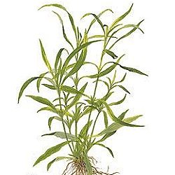 Hygrophila corymbosa angustifolia - <I>Family ... Acanthaceae</I>