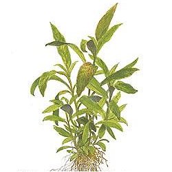 Hygrophila corymbosa .. Siamensis 53B - <I>Family ... Acanthaceae</I>