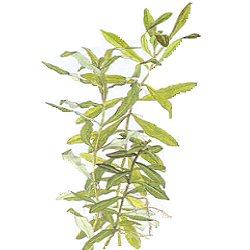 Hygrophila polysperma - <I>Family ... Acanthaceae</I>