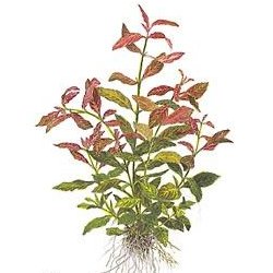 Hygrophila polysperma .. Rosanervig - <I>Family ... Acanthaceae</I>