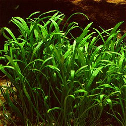 Lilaeopsis brasiliensis - <I>Family ... Apiaceae</I>