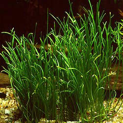 Lilaeopsis sp. .. Mauritius - <I>Family ... Apiaceae</I>