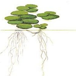 Limnobium laevigatum - <I>Family ... Hydrocharitaceae</I>