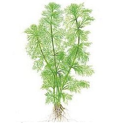 Limnophila aquatica - <I>Family ... Scrophulariaceae</I>