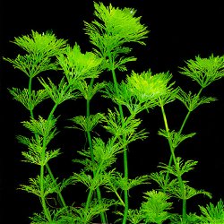 Limnophila sessiliflora - <I>Family ... Scrophulariaceae</I>