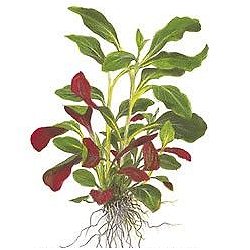 Lobelia cardinalis - <I>Family ... Lobeliaceae</I>