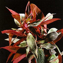 Ludwigia glandulosa (perennis) - <I>Family ... Onagraceae</I>