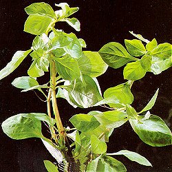 Ludwigia repens - <I>Family ... Onagraceae</I>